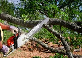 Best Emergency Tree Removal  in Colonial Heights, VA