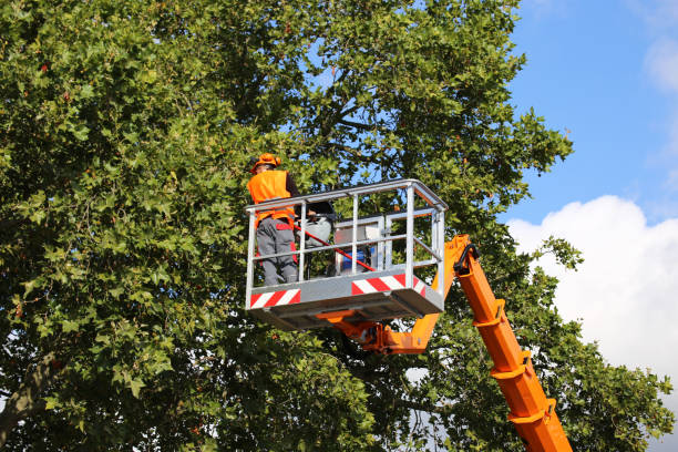 Best Emergency Tree Removal  in Colonial Heights, VA