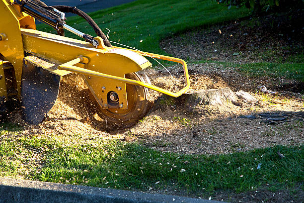 Best Arborist Consultation Services  in Colonial Heights, VA