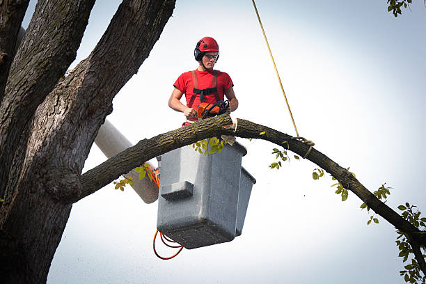 Best Tree Trimming and Pruning  in Colonial Heights, VA