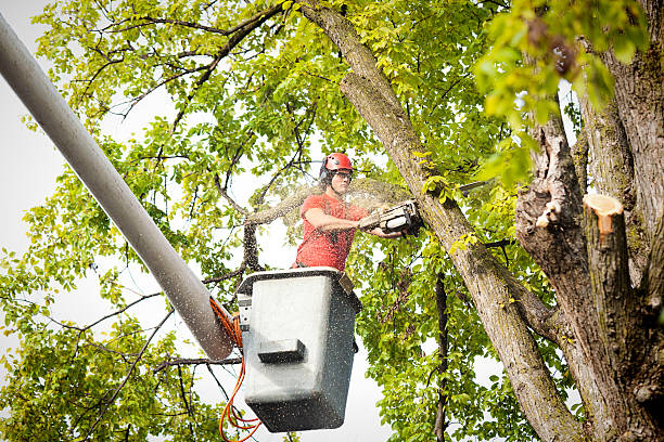 Best Tree and Shrub Care  in Colonial Heights, VA